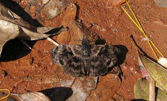 Achlyodes