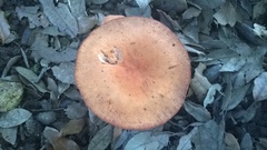 Lactarius atlanticus