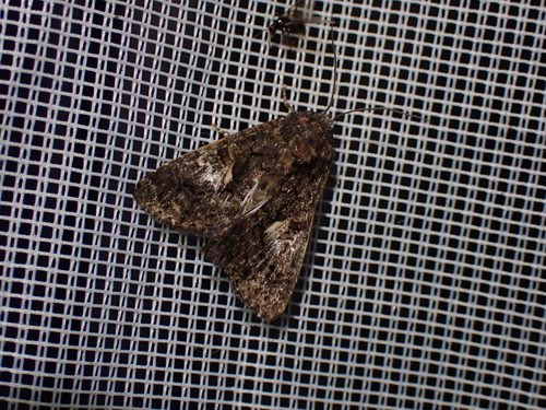 Aedia leucomelas