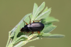 Calathus erratus