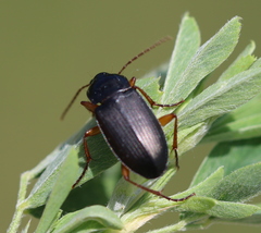 Calathus erratus