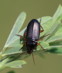 Calathus erratus