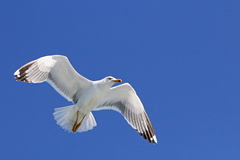 Larus michahellis