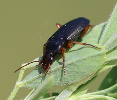 Calathus erratus