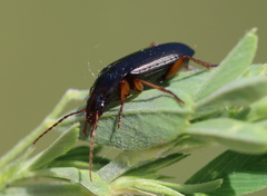 Calathus erratus