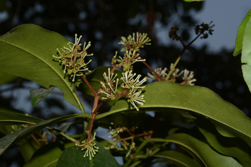 Ixora brachiata