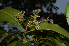 Ixora brachiata