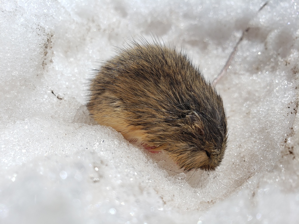 Western Jumping Mouse from Pitkin County, CO, USA on June 20, 2019 at ...