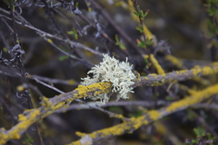 Ramalina subleptocarpha