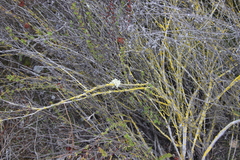 Ramalina subleptocarpha