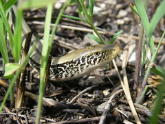 Ophisaurus attenuatus