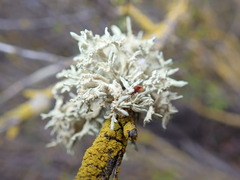 Ramalina subleptocarpha