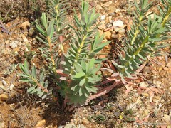 Euphorbia nicaeensis