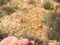 Stipa lagascae