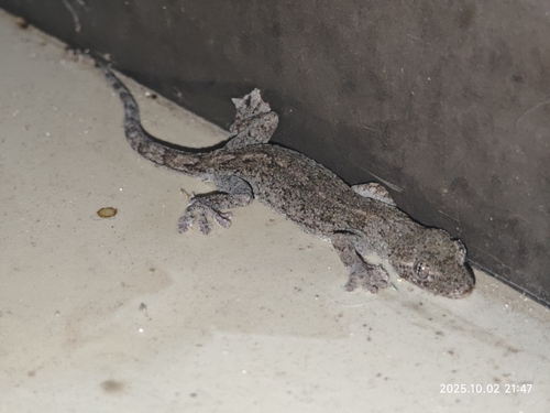 Japanese Giant Gecko