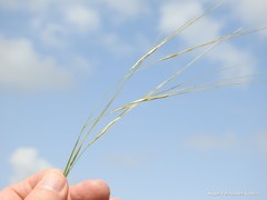 Stipa lagascae