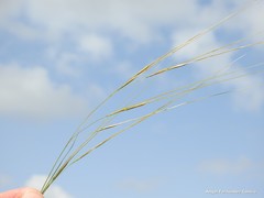 Stipa lagascae