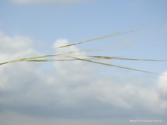 Stipa lagascae