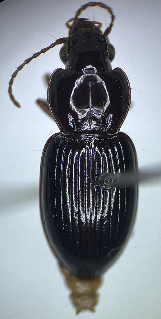 Pterostichus punctiventris