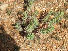 Euphorbia nicaeensis