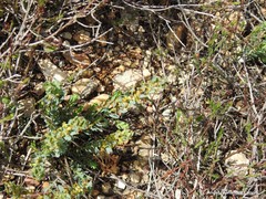 Thymelaea pubescens