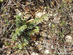 Thymelaea pubescens