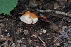 Marasmius cladophyllus