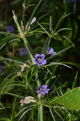 Haplanthodes verticillatus