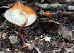 Marasmius cladophyllus
