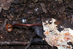 Marasmius cladophyllus