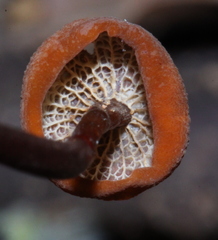 Marasmius cladophyllus