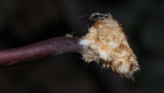 Marasmius cladophyllus