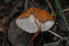 Marasmius cladophyllus
