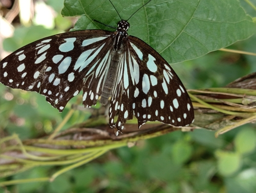 Blue Tiger