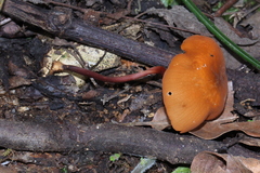 Marasmius cladophyllus