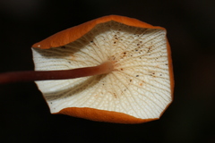 Marasmius cladophyllus