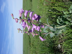 Penstemon grandiflorus