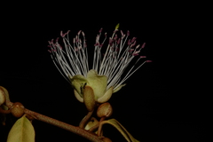 Capparis zeylanica