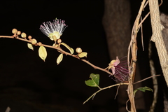 Capparis zeylanica
