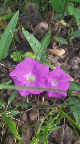 Argyreia lanceolata