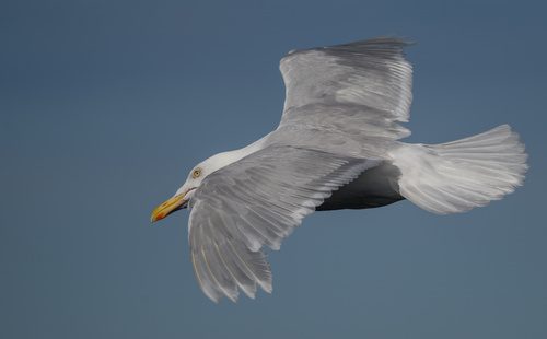 Gavión hiperbóreo (Larus hyperboreus)
