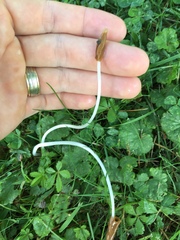 Conocybe deliquescens