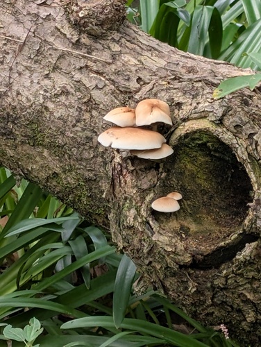 Cyclocybe cylindracea
