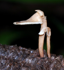 Auriscalpium villipes