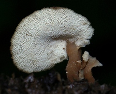 Auriscalpium villipes