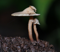 Auriscalpium villipes