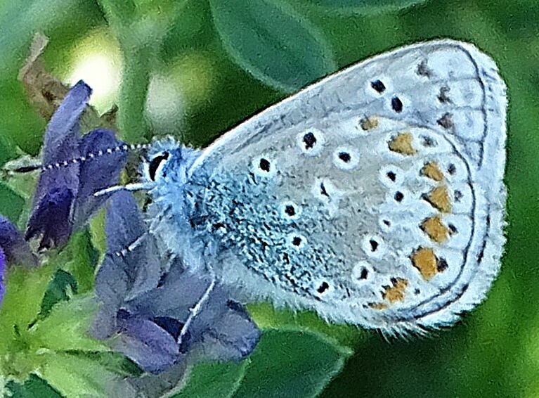 Common Blue
