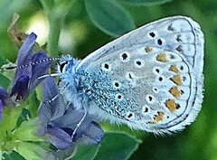 Common Blue