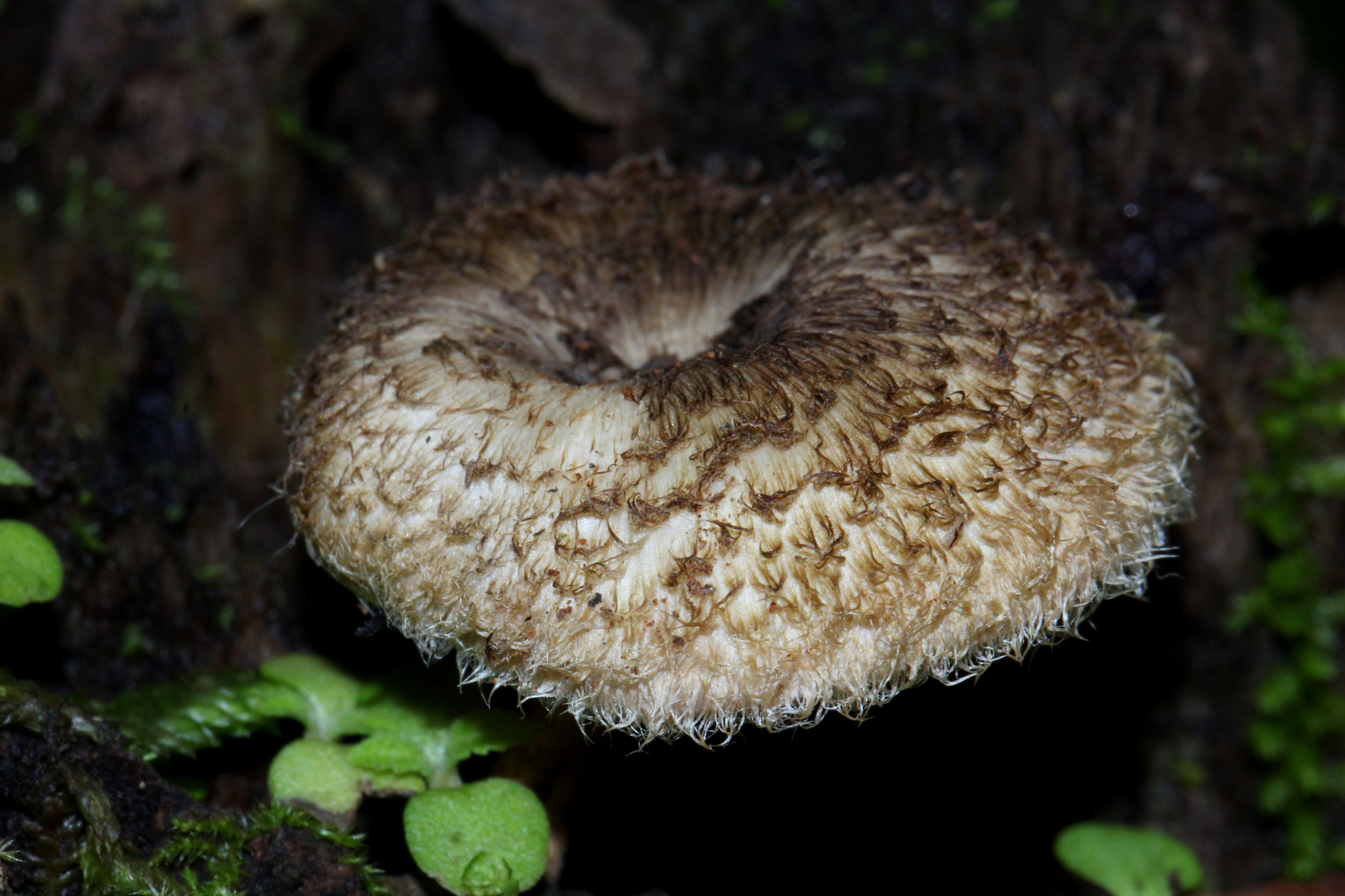 Lentinus bertieri image