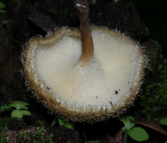 Lentinus berteroi